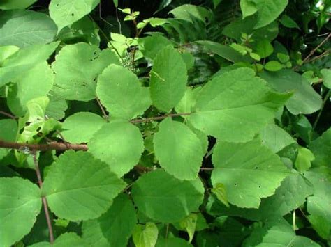 三出複葉植物|葉で見分ける樹木（複葉・裂ける葉）